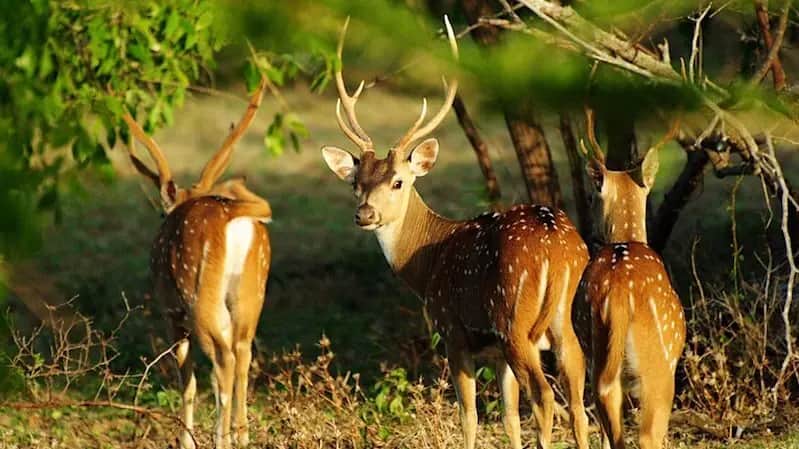 Hôtels à Wilpattu