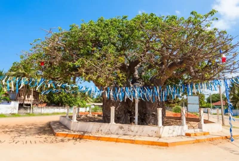 Baobab de Mannar
