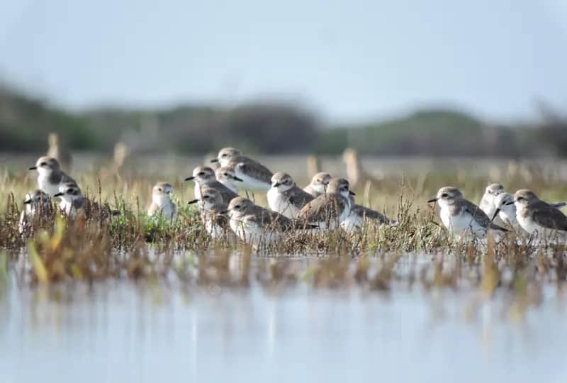 Observation des oiseaux à Mannar