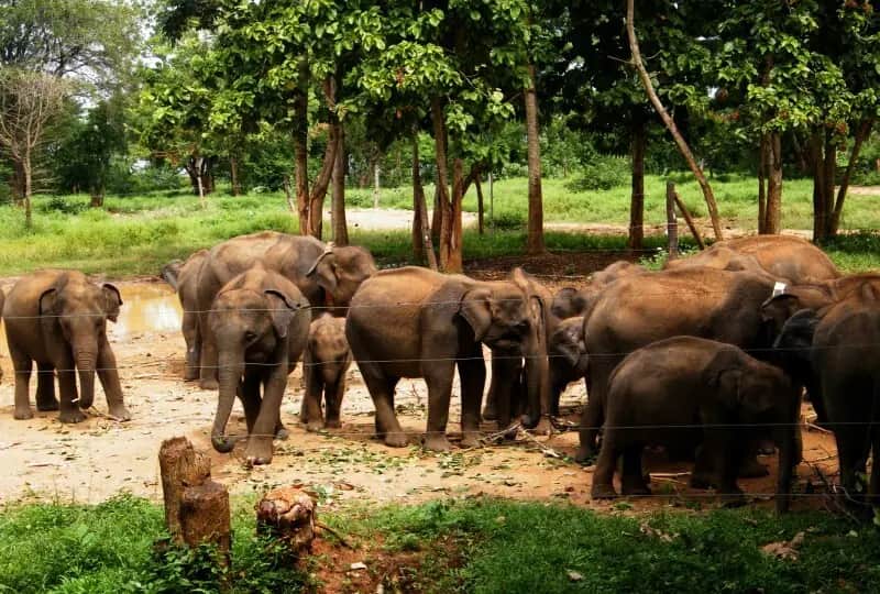 Centre de transit des éléphants