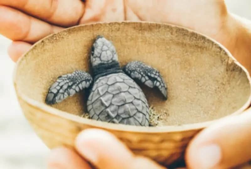 Centre de tortues de Habaraduwa
