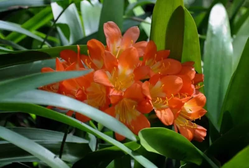 Jardin botanique de Hakgala