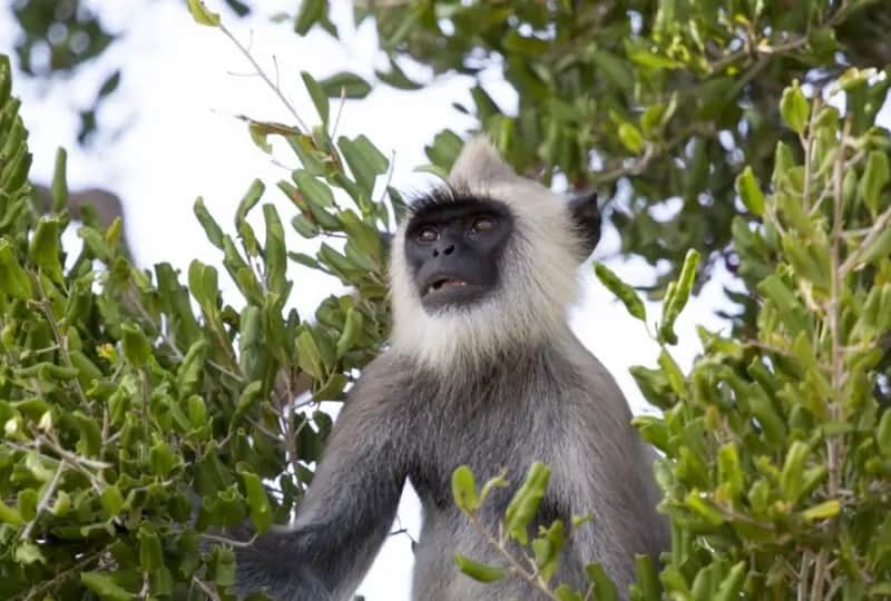 Safari au parc national de Kumana