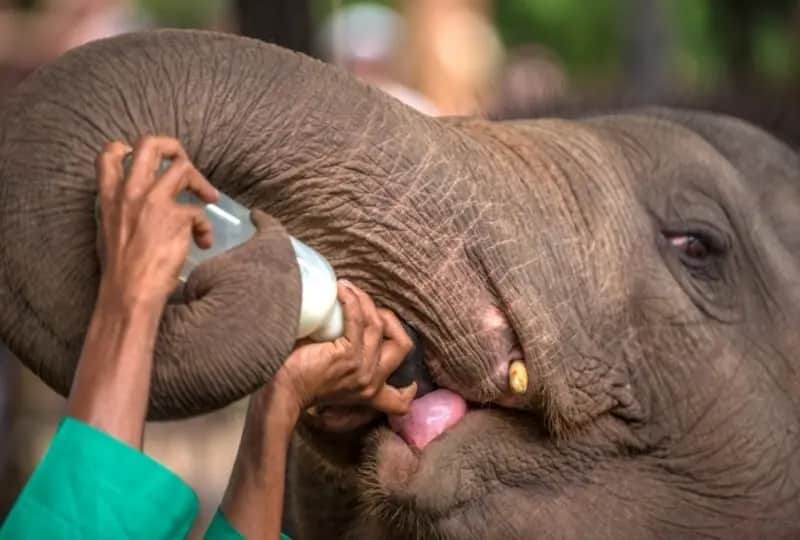 Orphelinat des éléphants de Pinnawala