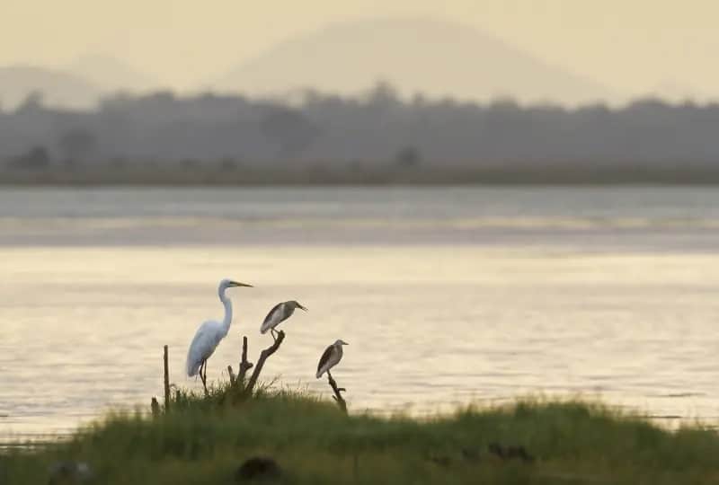 Safari sur la lagune de Pottuvil