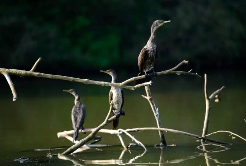 Lagune de Rekawa