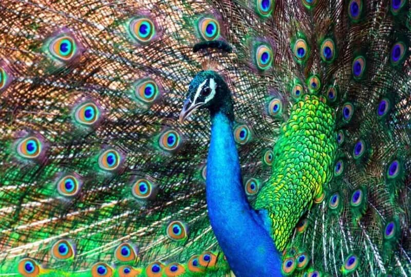 Parc safari de Ridiyagama