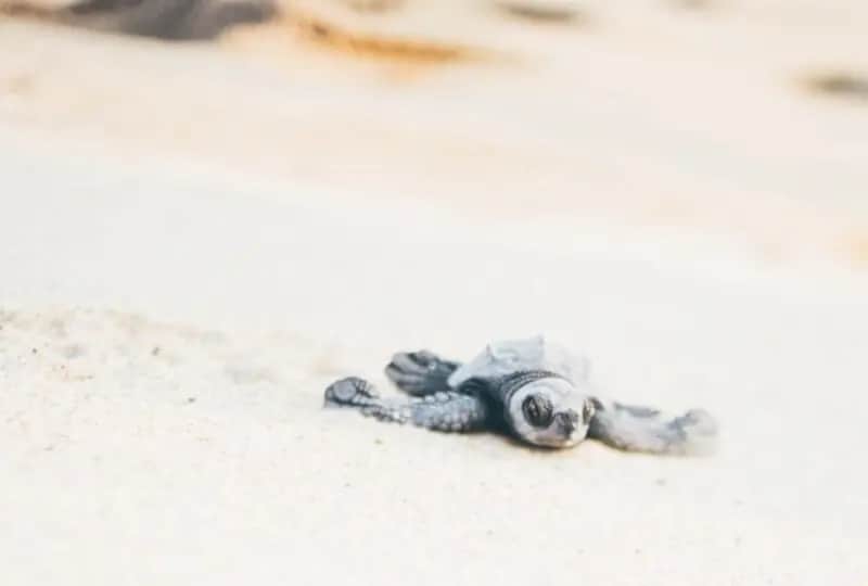 Observation des tortues à Rekawa