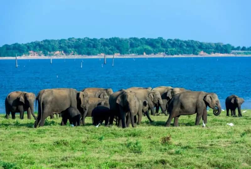 Safari au parc national d'Udawalawe