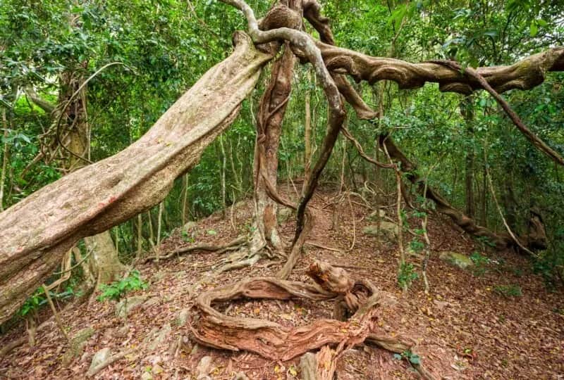 Réserve forestière d'Udawattakele