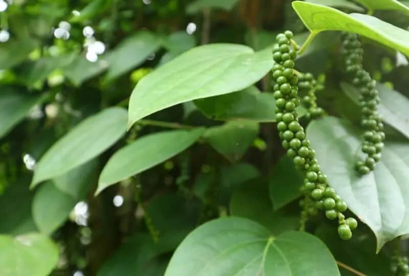 Visite d'un jardin d'épices