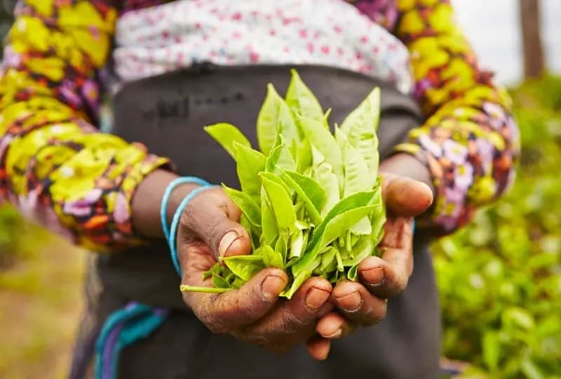 Visite d'une fabrique de thé près de Galle
