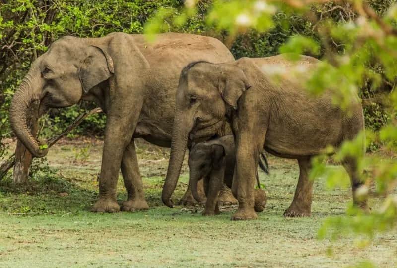Parc national de Wasgamuwa