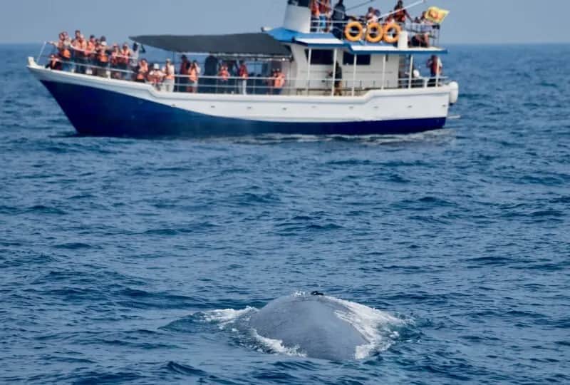Whale &amp; Dolphin watching in Mirissa