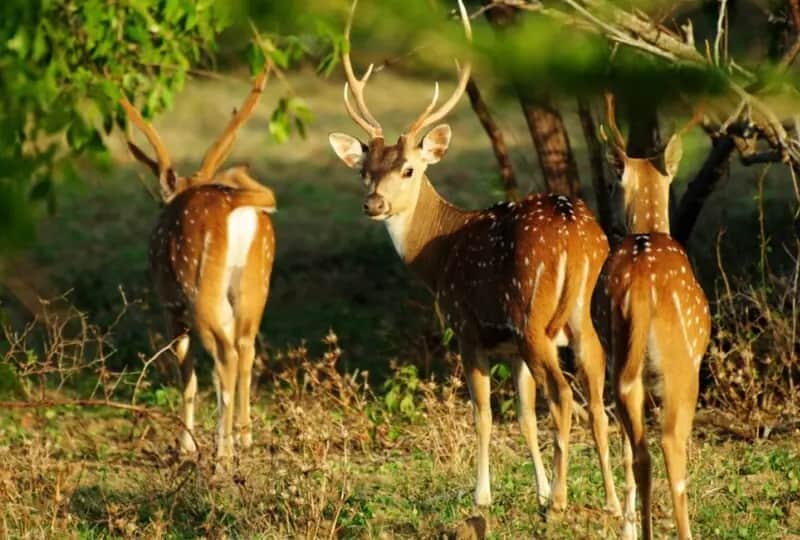 Safari au parc national de Wilpattu