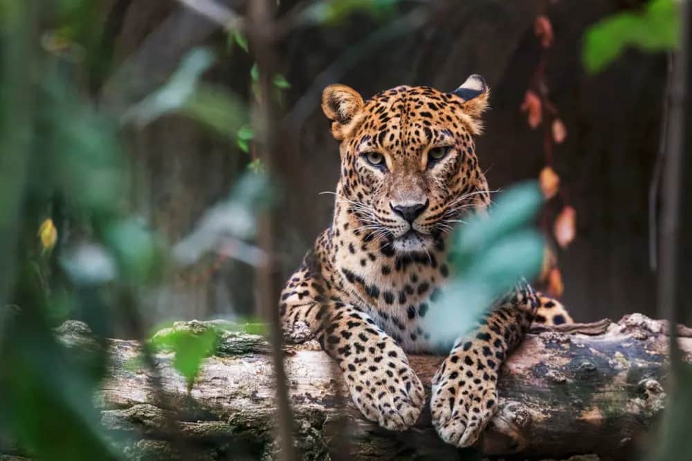 Safari au parc national de Yala