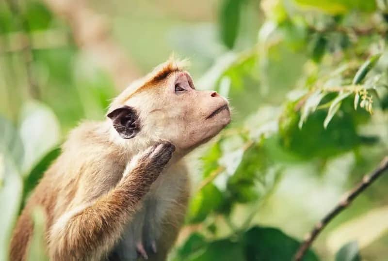 Jardin zoologique de Dehiwala