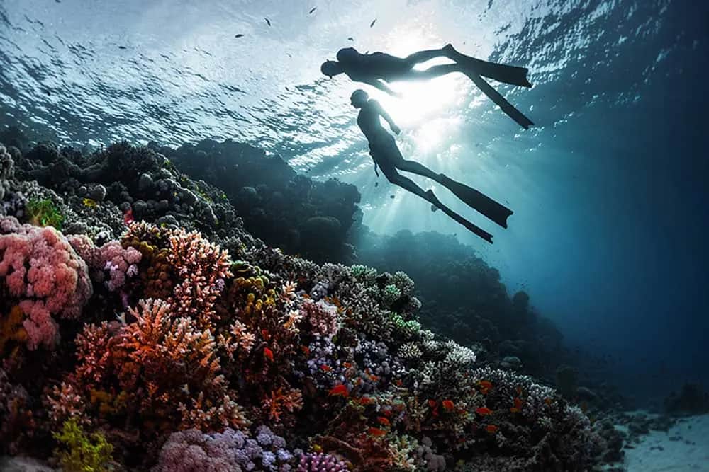 Plongée et snorkeling
