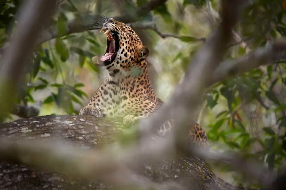 Faune du Sri Lanka