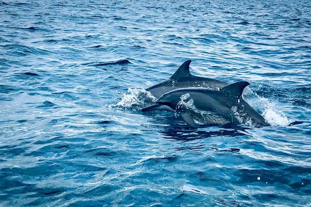 Whale & Dolphin Watching