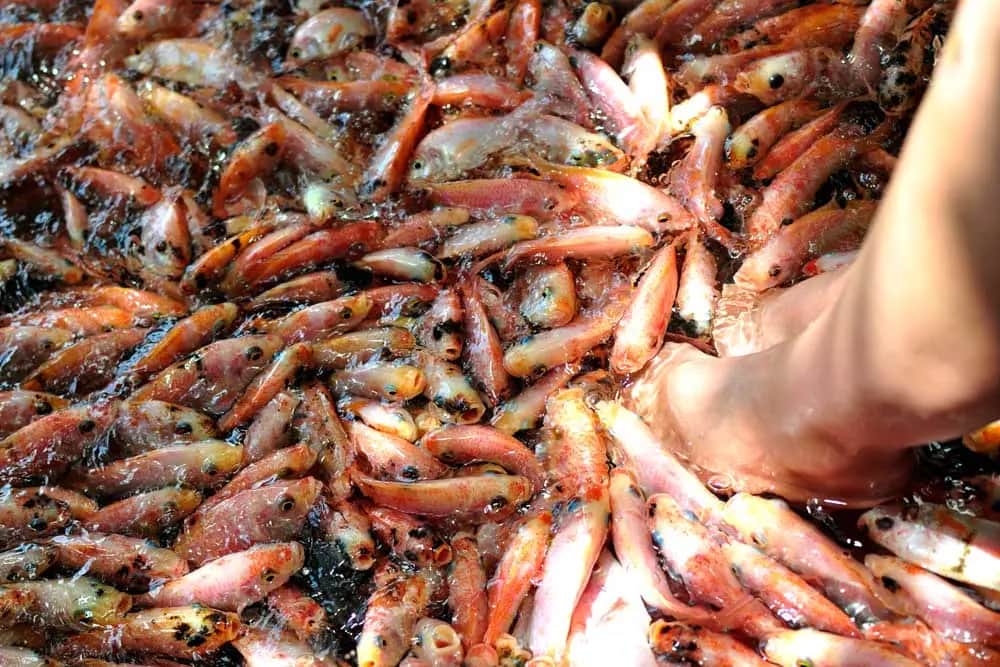 Que faire à Bentota