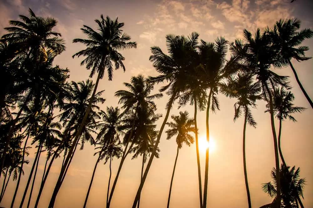 Que faire à Wadduwa